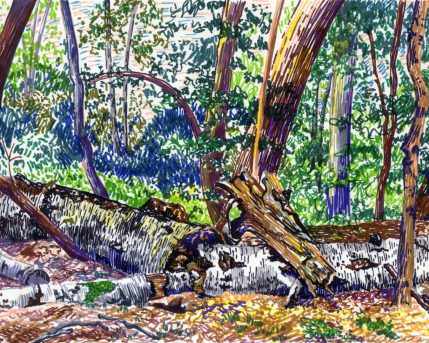 roots and branches, markers on paper, 21X29, 2017