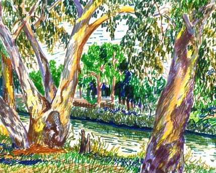 אקליפטוסים בירקון